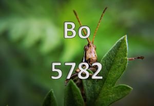 Featured Image Bo 5782 Pictorial Parsha Bo 5782